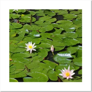 Water lilies Posters and Art